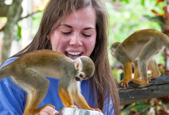 Monkey Land: Una Aventura Inolvidable
